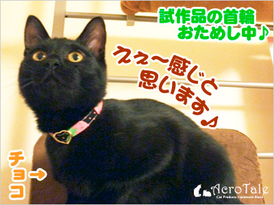 チョコちゃん、首輪お試しちゅう